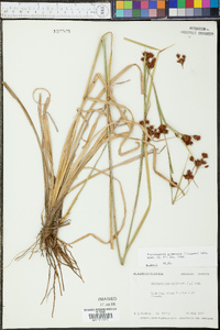 Rhynchospora glomerata image