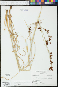 Rhynchospora glomerata image