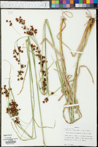 Rhynchospora glomerata image