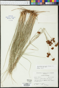 Rhynchospora fascicularis image