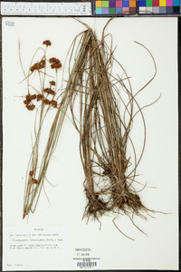 Rhynchospora fascicularis image