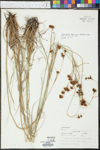 Rhynchospora fascicularis image