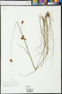 Rhynchospora fascicularis image