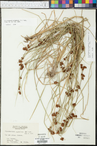 Rhynchospora glomerata image