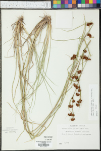 Rhynchospora glomerata image