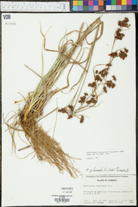 Rhynchospora glomerata image