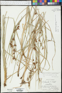 Rhynchospora glomerata image