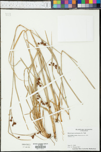 Rhynchospora glomerata image