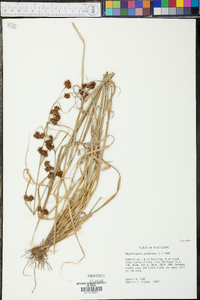 Rhynchospora glomerata image