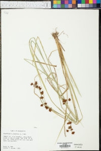 Rhynchospora glomerata image