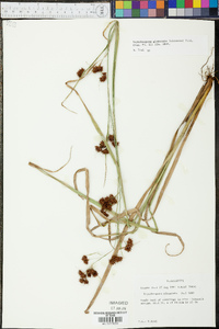 Rhynchospora glomerata image