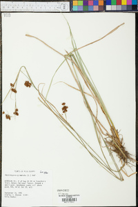 Rhynchospora glomerata image