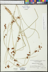 Rhynchospora glomerata image