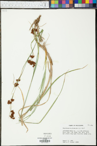 Rhynchospora glomerata image