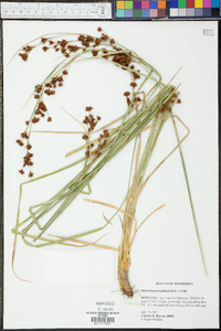 Rhynchospora glomerata image