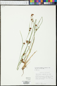 Rhynchospora glomerata image