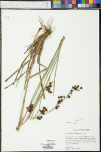 Rhynchospora glomerata image