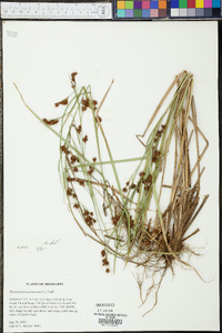 Rhynchospora glomerata image