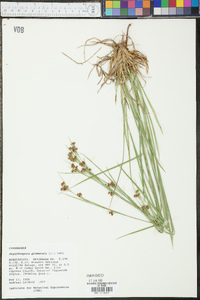 Rhynchospora glomerata image