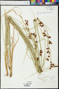 Rhynchospora glomerata image