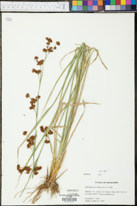 Rhynchospora glomerata image