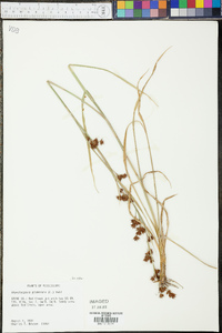 Rhynchospora glomerata image