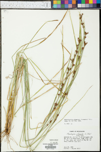 Rhynchospora glomerata image