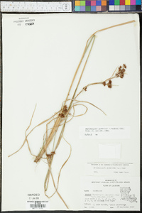 Rhynchospora glomerata image