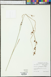 Rhynchospora glomerata image