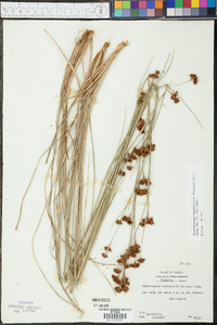 Rhynchospora fascicularis image