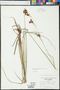 Rhynchospora elliottii image