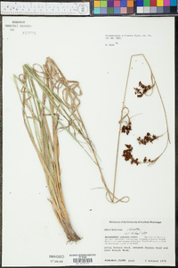 Rhynchospora elliottii image