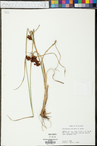 Rhynchospora elliottii image