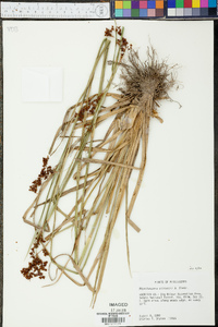 Rhynchospora elliottii image