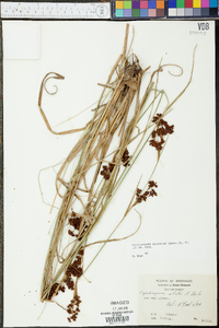 Rhynchospora elliottii image