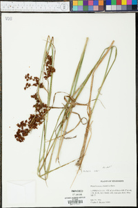 Rhynchospora elliottii image