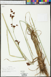 Rhynchospora elliottii image