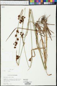 Rhynchospora elliottii image