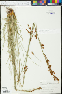 Rhynchospora inexpansa image