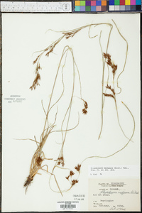 Rhynchospora inexpansa image