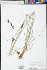 Rhynchospora inexpansa image