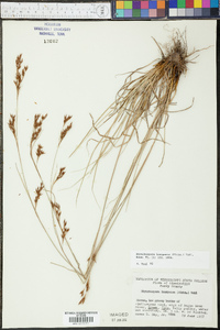 Rhynchospora inexpansa image