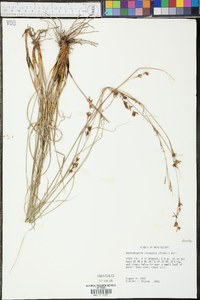 Rhynchospora inexpansa image