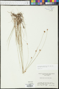 Rhynchospora gracilenta image