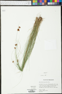 Rhynchospora gracilenta image