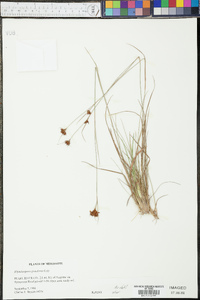 Rhynchospora gracilenta image