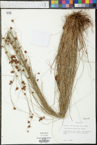 Rhynchospora glomerata image