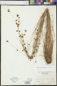 Rhynchospora gracilenta image