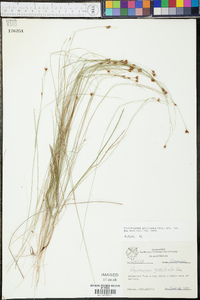 Rhynchospora gracilenta image