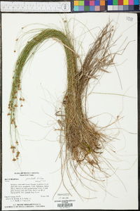 Rhynchospora gracilenta image
